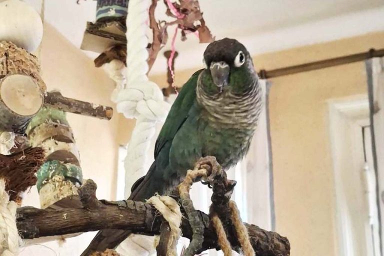 Kleiner Schwarzkopfpapagei sitz auf Ast.