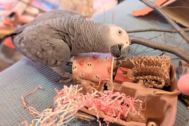Graupapagei sucht Leckerlis im Foraging Spielzeug von Becherglück.