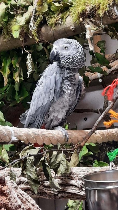 Graupapagei Speedy sitzt auf Sisalsseil