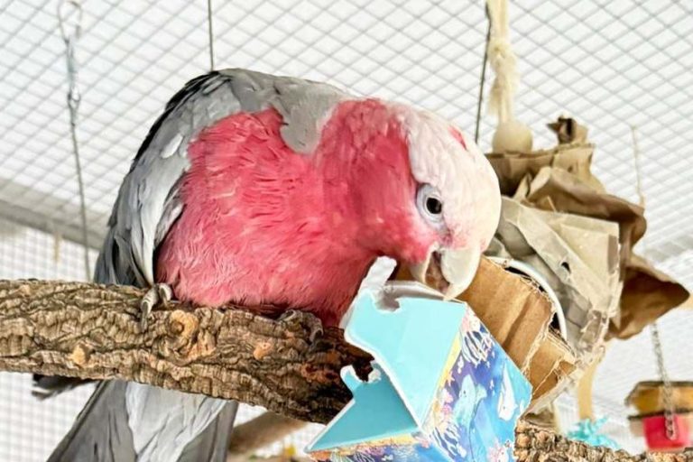 Rosakakadu spielt mit Becherspielzeug.