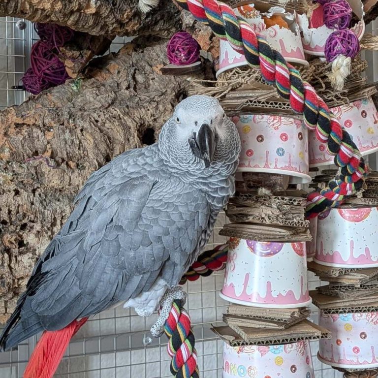 Graupapagei mit handgemachtem Becherglück-Spielzeug auf Korkast