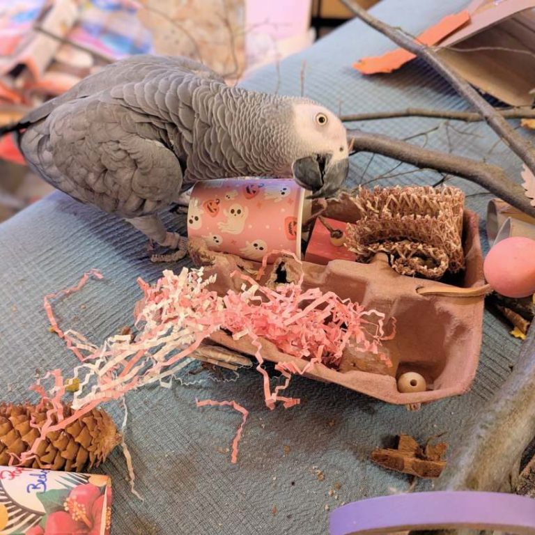 Graupapagei mit handgemachtem Becherglück-Spielzeug auf Korkast