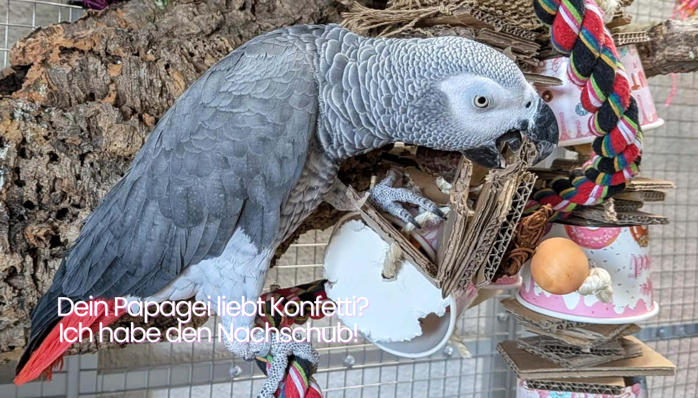 Graupapagei Rommel spielt mit Becherglück-Spielzeug.